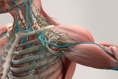 Cellule staminali mesenchimali: Riparazione del tessuto muscolare